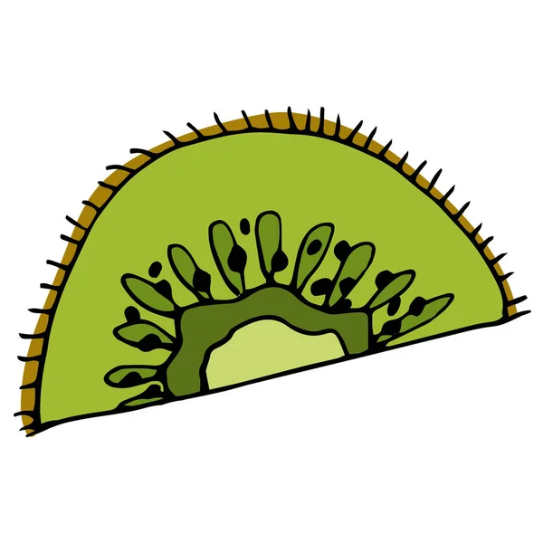 キウイの半分のベクトル画像 熱帯果実 手描き ポスター ポストカード 招待状 休日の装飾 ロゴのデザイン — ストックベクタ