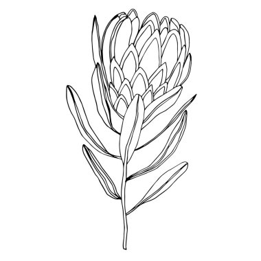 Proteus çiçeğinin vektör görüntüsü. Siyah özet. Elle çizilmiş. Botanik illüstrasyon. Poster tasarımı, kartpostallar, davetiyeler, düğün tasarımı, tatiller, dekorasyon.