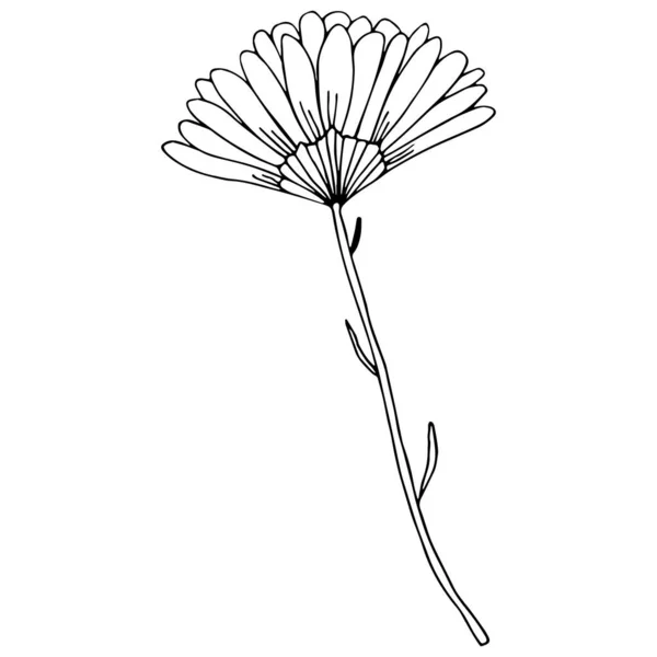 Векторное Изображение Цветка Ромашки Календулы Черный Контур Ручной Рисунок Ботаника — стоковый вектор
