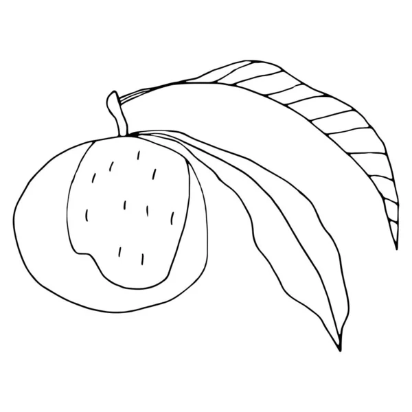 Minimalistische Vektorillustration Eine Pfirsichfrucht Mit Einem Zweig Und Blättern Konturenillustration — Stockvektor