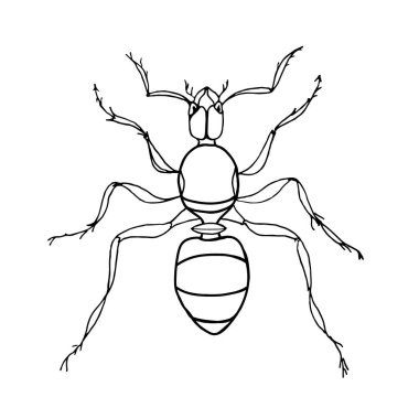 Beyaz arka planda bir karınca yakın plan, karalama. Vektör böcek..