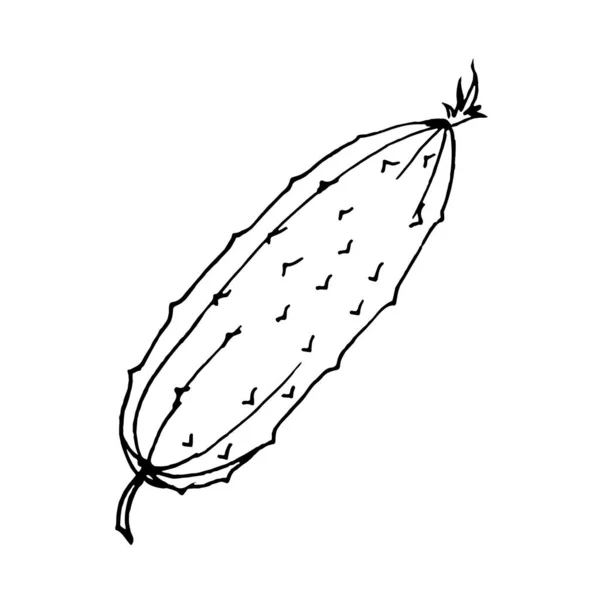 Een Komkommer Een Witte Achtergrond Doodle Vector Komkommer Kan Worden — Stockvector