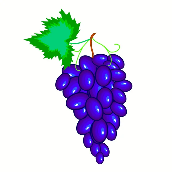 Kilka Fioletowo Niebieskich Winogron Białym Tle Owoce Mogą Być Stosowane — Wektor stockowy