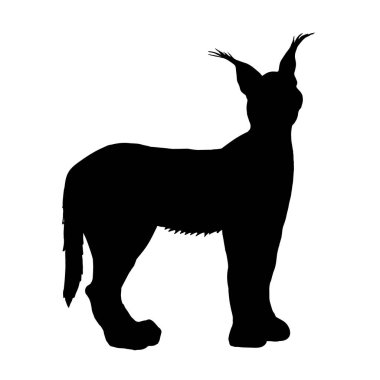 Beyaz arka planda izole edilmiş bir vaşak hayvanı silueti. Vektör illüstrasyonu..