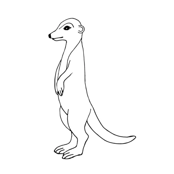 Doodle Standing Meerkat White Background Vector Meerkat Can Used Coloring — Stock Vector