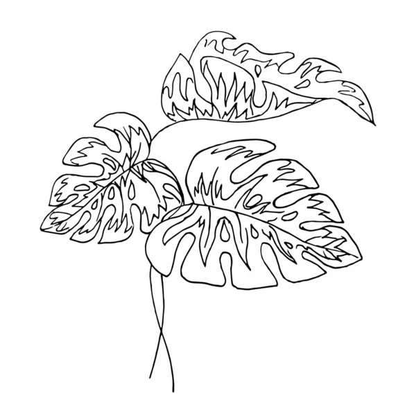 Drei Blätter Monstera Auf Weißem Hintergrund Kritzeln Vector Tropische Blätter — Stockvektor