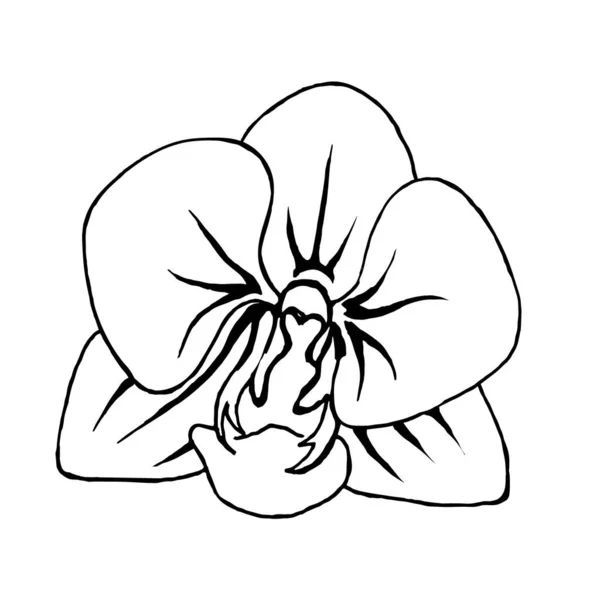 在白色背景上的兰花 病媒花可用于纺织品 明信片 — 图库矢量图片