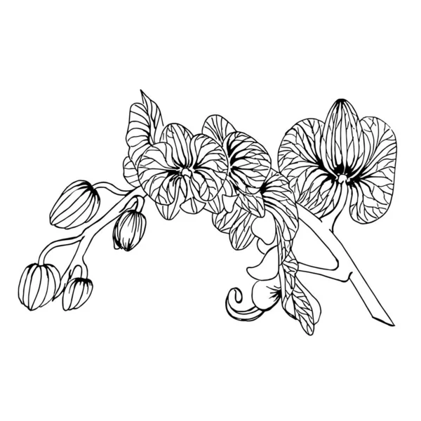 Gałąź Orchidei Kwiatami Pączkami Białym Tle Ręcznie Rysowane Kompozycja Wektorowa — Wektor stockowy