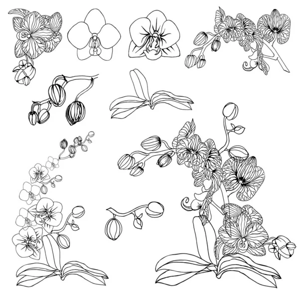 Set Von Orchideen Knospen Blättern Auf Weißem Hintergrund Handgezeichnet Vector — Stockvektor