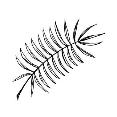 Beyaz arkaplanda palmiye yaprağı, karalama. Vektör sayfası tekstil, kartpostallar ve ambalajlarda kullanılabilir..