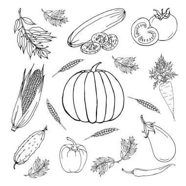 Patlıcan, domates, kabak, salatalık, balkabağı, biber, acı biber, havuç, mısır, arka planda defne yaprağı seti. Vektör seti mutfak tasarımları, tekstil ve renk için kullanılabilir.