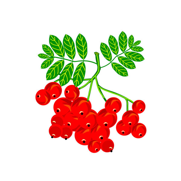 A branch of red mountain ash with leaves, isolated on a white background.Vector illustration.Berries can be used in autumn designs,textiles.
