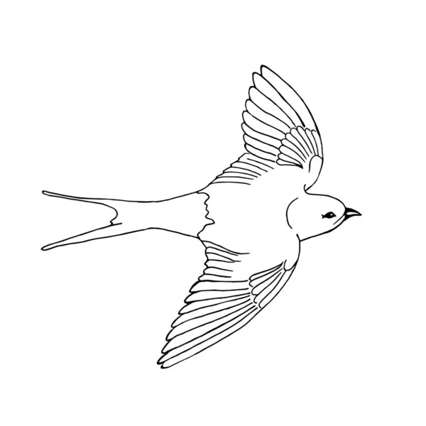 Pájaro Volador Tragar Sobre Fondo Blanco Doodle Vector Pájaro — Vector de stock