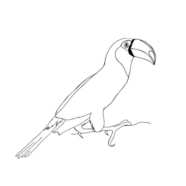 Toucan Fågel Vit Bakgrund Vektor Manuell Ritning Fågeln Kan Användas — Stock vektor