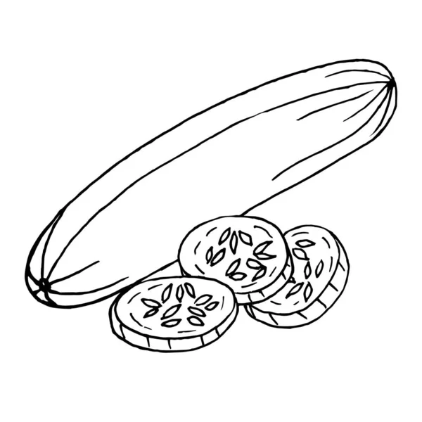 Hela Zucchini Och Skivor Vit Bakgrund Doodle Vector Zucchini Kan — Stock vektor