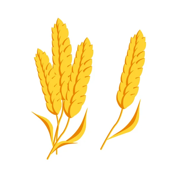 Wheat Ears Isolated White Background Vector Illustration Ear Can Used — Stock Vector