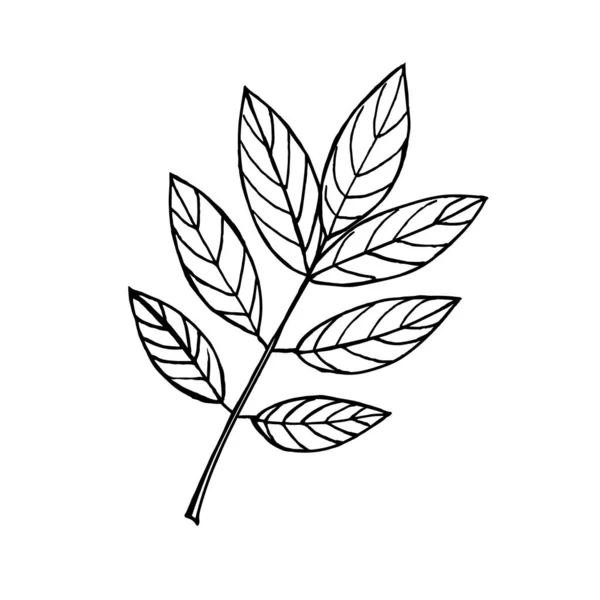 在白色背景上隔绝的核桃树叶子 用涂鸦式的矢量图解 — 图库矢量图片
