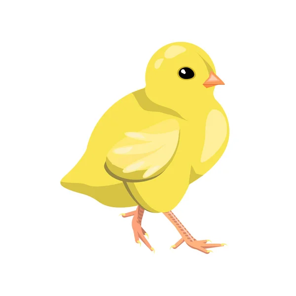 Das Huhn Ist Gelb Attraktiv Isoliert Auf Weißem Hintergrund Vektorvogel — Stockvektor