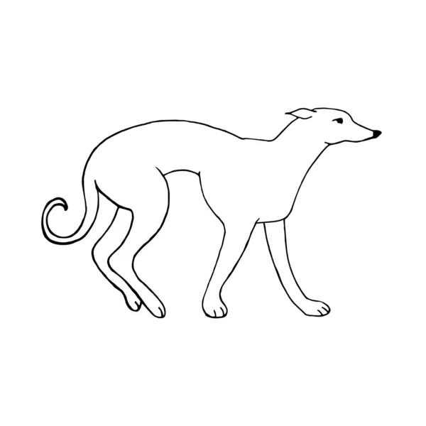 一只灰色的猎狗 被隔离在白色的背景上 病媒动物 有涂鸦的风格 手绘黑白图画 — 图库矢量图片