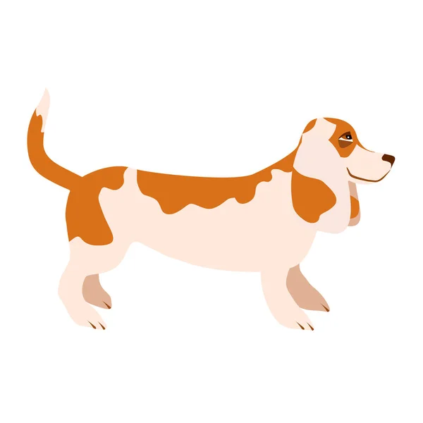 Basset Hound Dog Isolated White Background Vector Illustration Brown Tones — Stock Vector