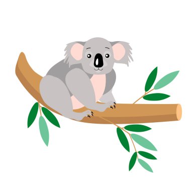 An attractive Australian koala animal on a tree, isolated on a white background.Vector illustration.