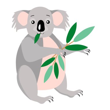 An Australian koala animal eats eucalyptus, isolated on a white background.Vector illustration of a cartoon children's character.