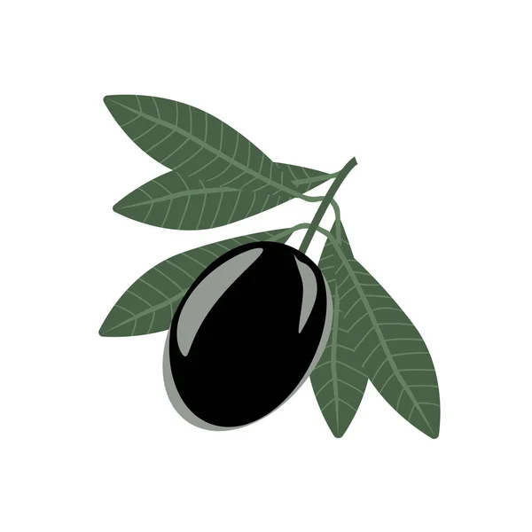 Olive Ist Schwarz Auf Einem Zweig Mit Blättern Isoliert Auf — Stockvektor