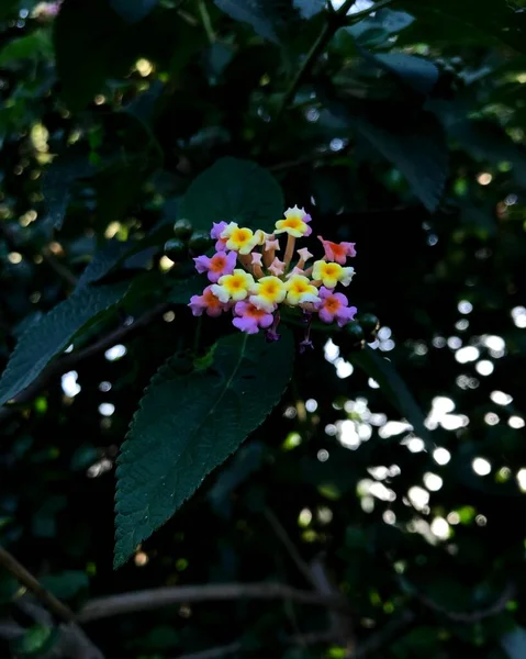 Kolorowe Kwiaty Fotografia Zieloną Przyrodą — Zdjęcie stockowe