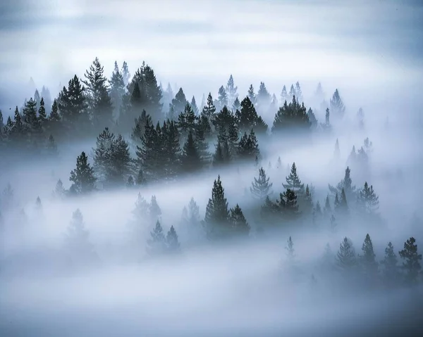 Nuvens Nevadas Fotografia Com Árvores — Fotografia de Stock