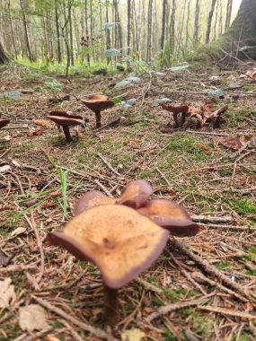 İskoç Ormanı / Doğa ve Ağaçları