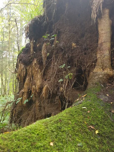 Skót Erdő Természet Fák — Stock Fotó