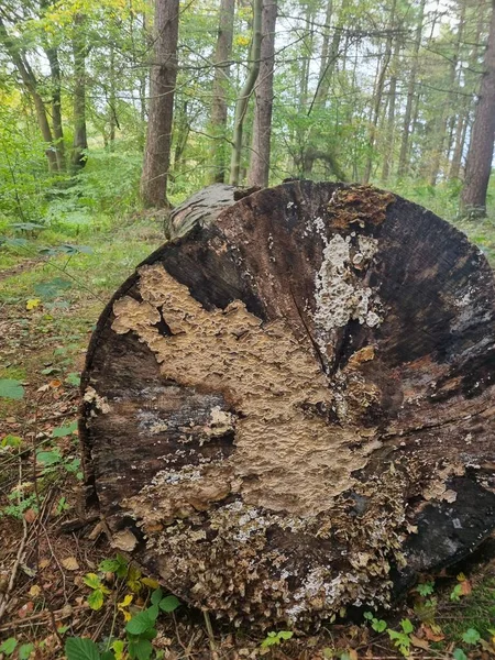 Skót Erdő Természet Fák — Stock Fotó