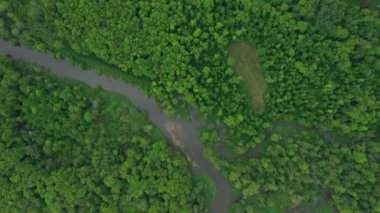 Nehir delta nehrinin kıvrımlı iç kesimlerinde su baskını ormanlarında ve ovalarda çekilmiş dron hava görüntüleri bataklık, kuadkopter manzaralı uçuş gösterisi Litovelske Pomoravi 'nin korunan manzara alanı