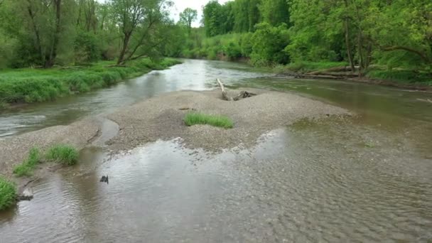 Floodplain river sandy sand alluvium meanders delta dron aerial video shot inland forest lowlands wetland swamp quadcopter view flying fly flight show, protected landscape area Litovelske Pomoravi — Stock Video