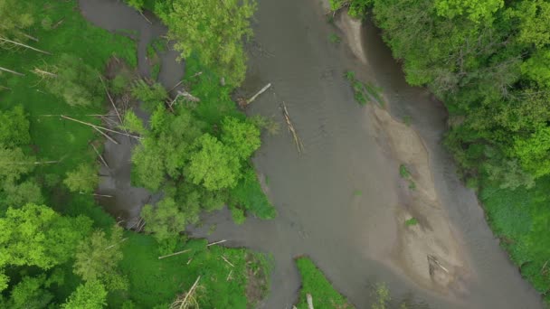 Floodplain rzeka piaszczysta piasek aluwium meandry delta dron powietrza wideo strzał w głąb lądu niziny leśne bagna bagna quadcopter widok latający lot pokaz, chroniony krajobraz obszar Litovelske Pomoravi — Wideo stockowe