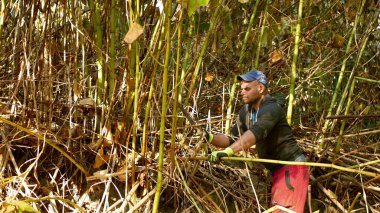 OLOMOUC, CZECH REUBLIC, 20 AĞUSTOS 2021: Knotweed Reynoutria yaprak işçisi palayla keskin kesim tesisini, felaket istilasını, bitki öldürücüleri mekanik olarak ortadan kaldırdı
