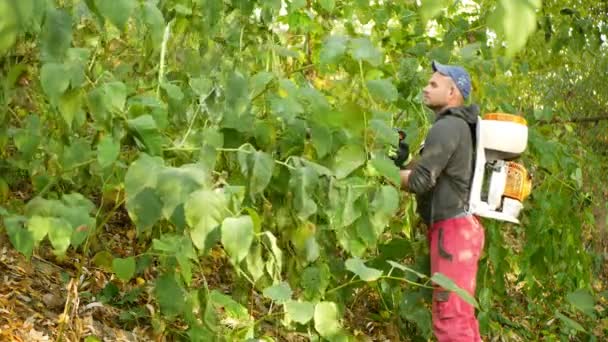 OLOMOUC, REPUBLICA CZECH, AUGUST 20, 2021: Spray erbicide knotweed Reynoutria spray-uri chimice roundup distruge frunze verde clorofilă plante Stihl lucrător lichid rucsac pulverizator — Videoclip de stoc