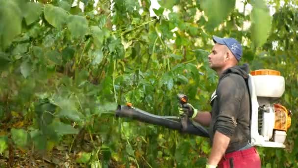 OLOMOUC, CZECH REUBLIC, 20 AĞUSTOS 2021: Bitki öldürücü düğüm Reynoutria kimyasal spreyler toplanıyor yapraklar yeşil klorofil bitkisi Stihl işçi sıvı sırt çantası spreyini tahrip ediyor — Stok video