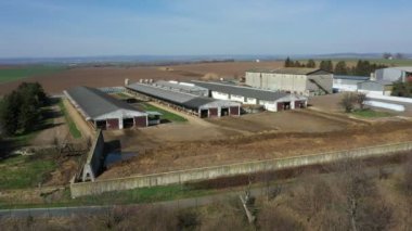 Süt inekleri ahır drone besleme videosu, Holstein Frizya sığır çiftliği sütü, inek mısır filizi yiyor, inek ahırları modern ve tuğlalı değil, Holsteins Kuzey Amerika 'da