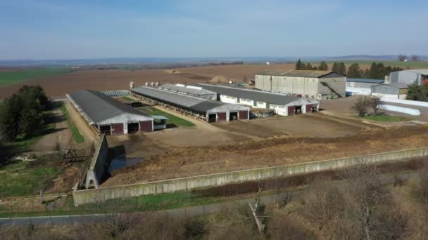 Dairy cows cowshed feeding barn drone aerial video shot, Holstein Friesian cattle breed milk, cow eat corn silage feed, cowshed is a modern and not bricked, Holsteins in North America — Stock Video