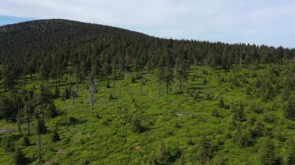 Παρθένα δάση νεκρά δέντρα προκαλούνται από όξινες βροχές κηφήνας εναέρια λήψη βίντεο, οξείδια του θείου, όζον του αζώτου. Εκπομπές επιρροής, ερυθρελάτη Picea abies σε Jeseniky Προστατευόμενο Τοπίο, κορύφωση ξύλου ερυθρελάτης — Αρχείο Βίντεο