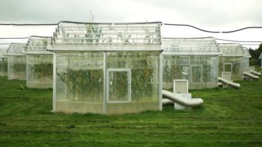 Sera bilimi araştırmaları üst odalarda iklim değişikliği, mısır mısır tarlası Zea Mays ear, genetik ve genler üzerine bilimsel araştırma, modern sera gözlemleri, bilim insanları hasat, teknoloji teknikleri