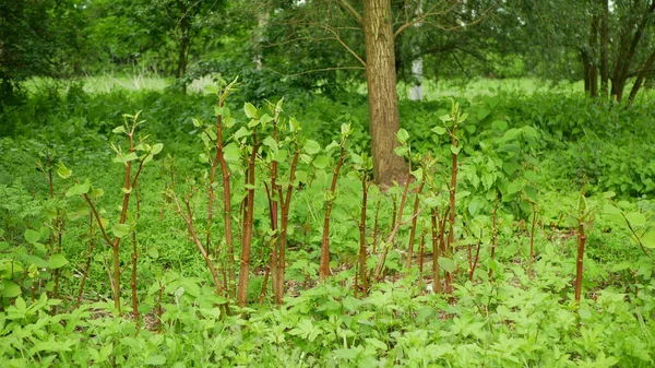 Gatecrasher flowers knotweed Japanese, invasive expansive species of dangerous plants leaf, village house path way stems leaves Asia Reynoutria Fallopia japonica intruder neophyte calamity — Stock Photo, Image