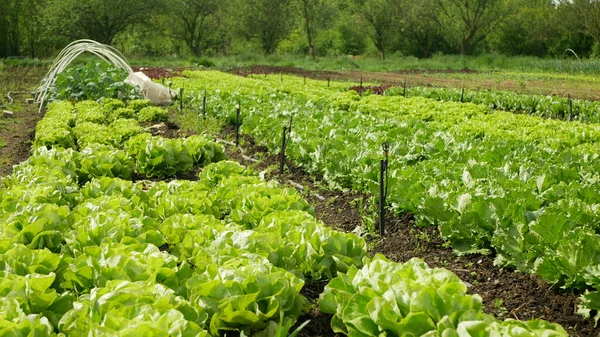 Zöld saláta Lactuca sativa farm kert bio természetes gazdálkodó szántóföldi gazdálkodás zöldség levél gyümölcs fa, üvegház ökológiai ültetvény betakarítás zöldség Brassica oleracea termesztett, olasz — Stock Fotó