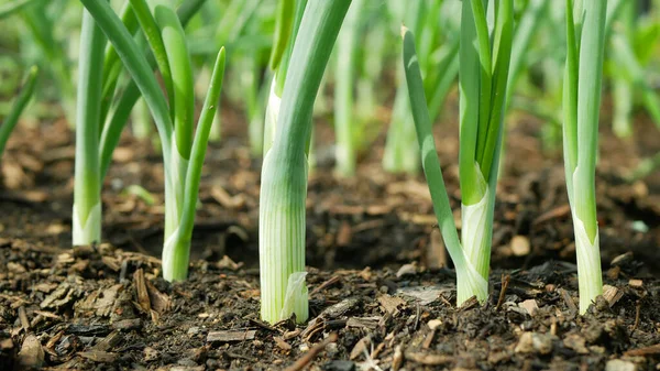 Lök våren sibies hingst stjälk Allium cepa tjock glödlampa vanliga ekologiska växter unga grönsaker groddar växer marken bio bonde jordbruk jordbruk trädgård färska, ekologiskt odlade ekologiska — Stockfoto