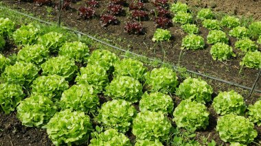 Yeşil salata Lactuca sativa çiftlik bahçesi kırmızı biyolojik çiftçi sebze yapraklı meyve ağacı, sera organik tarım sebzeleri Brassica oleracea tarlaları yetiştirilmiş, İtalyan tarlaları.