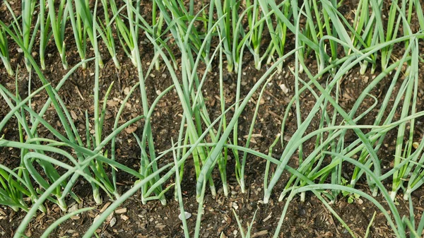 Onion spring sibies scallion stem stalk Allium cepa thick bulb common organic plant young vegetables sprout grows ground bio farmer farming agricultural garden fresh, organically grown organic — Stock Photo, Image