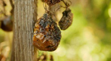 Domates çürümüş mantar tarımı biyoorganik çürümüş sebzeler bitki yetiştirme yosunları kapama küf kalıpları kuru toprak toprak toprak domatesler meyve yetiştirme kırmızı yeşil