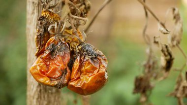 Domates kuraklığı kuru toprak toprak çürümüş mantar çiftliği biyolojik çürümüş çürük sebzeler bitki yetiştirme sera yosunları kapama küf mantarı domatesler meyve yetiştirme kırmızısı