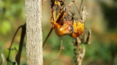 Domates kuraklığı kuru toprak toprak çürümüş mantar çiftliği biyolojik çürümüş çürük sebzeler bitki yetiştirme sera yosunları kapama küf mantarı domatesler meyve yetiştirme kırmızısı